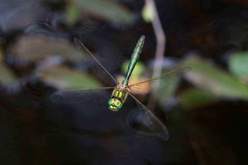 Somatochlora_metallica